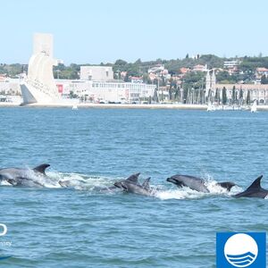 Veranstaltung: Observação de golfinhos desde Lisboa, Lisbon Dolphin watching in Lisbon