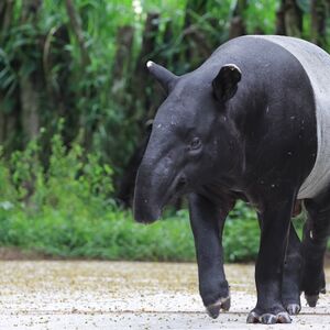 Veranstaltung: Zoo Negara: Entry Ticket, Zoo Negara in Ampang