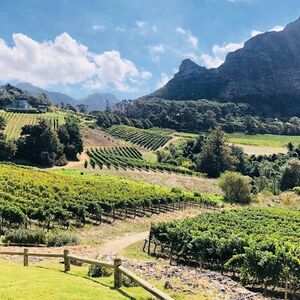 Veranstaltung: Constantia: Full-Day Wine Tour + Roundtrip Transfer, Cape Town in cape town