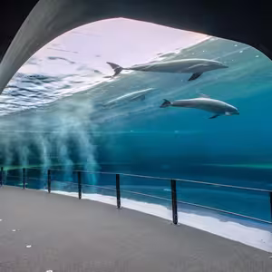 Veranstaltung: Acquario di Genova: Ingresso riservato, Aquarium of Genoa in Genoa