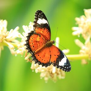 Veranstaltung: Australian Butterfly Sanctuary, Australian Butterfly Sanctuary in Kuranda