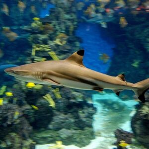 Veranstaltung: Acuario de Barcelona: Flexi-Ticket, Barcelona Aquarium in Barcelona