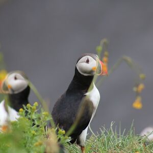 Veranstaltung: Iceland: Puffin Watching Tour from Reykjavik, Iceland Wildlife Experiences in Reykjavík