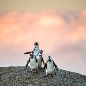 Veranstaltung: Table Mountain, Boulders Beach & Cape Point: Private Tour + Roundtrip Transfer, Cape Town in cape town