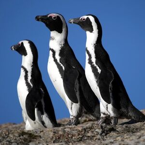 Veranstaltung: Cape of Good Hope & Boulders Beach: Small-Group Tour, Day Trips from Cape Town in Cape Town