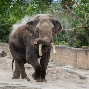 Veranstaltung: Wildlands Adventure Zoo Emmen: Skip The Line Entry Ticket, Wildlands in Emmen