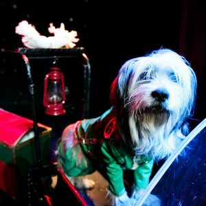 Veranstaltung: V Theater Las Vegas: Popovich Comedy Pet Theater, V Theater in Las Vegas