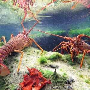 Veranstaltung: Visite de l'Océanopolis, Océanopolis in Brest