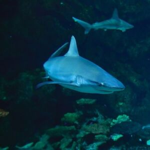 Veranstaltung: Shark Reef Aquarium at Mandalay Bay: Entry Ticket, Shark Reef in Las Vegas