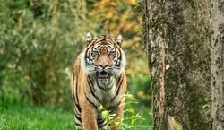 Veranstaltung: Nashville Zoo at Grassmere: Fast Track Ticket, Nashville Zoo at Grassmere in Nashville