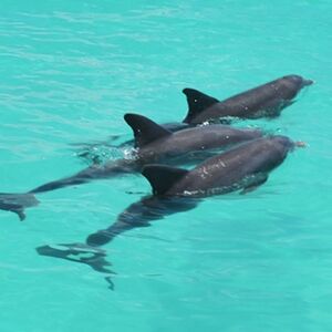 Veranstaltung: Key West: Dolphin Watching Eco Tour, Key West Water Activities in Key West