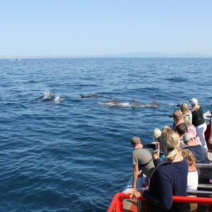 Veranstaltung: Algarve: Visita guiada para observação de golfinhos, Lagos Sailing in Lagos