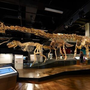 Veranstaltung: Melbourne Museum: Home of Dinosaurs Guided Tour, Melbourne Museum in Melbourne