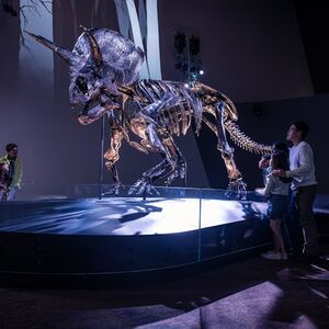 Veranstaltung: Melbourne Museum: Home of Dinosaurs Guided Tour, Melbourne Museum in Melbourne