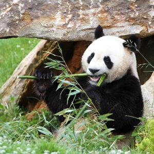 Veranstaltung: ZooParc de Beauval: Billet d'entrée, ZooParc de Beauval in Loir-et-Cher