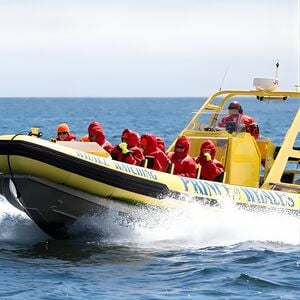 Veranstaltung: Zodiac Whale Watching Adventure from Victoria, 812 Wharf St in Victoria