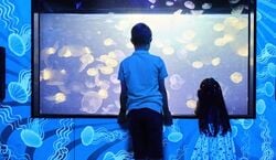 Veranstaltung: SEA LIFE Melbourne Aquarium: Entry Ticket, SEA LIFE Melbourne Aquarium in Melbourne