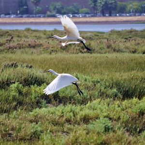 Veranstaltung: Ria Formosa: Passeio de barco guiado de 2 horas para observação de aves, Faro Cruises in Faro