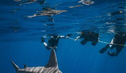 Veranstaltung: West Palm Beach: Shark Snorkel Adventure with Gung Ho Divers, in West Palm Beach