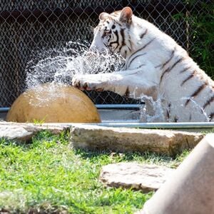 Veranstaltung: Austin Zoo, Austin Zoo in Austin