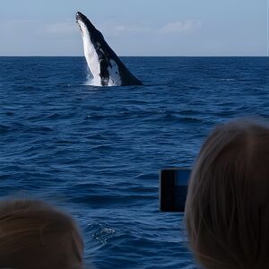 Veranstaltung: Gold Coast Whale Watching Cruise, Kokomo Cruises in Main Beach