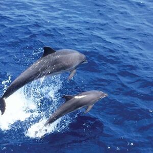 Veranstaltung: Palma de Mallorca: Excursión de 3 horas en barco para avistar delfines + baño y snorkel, Mallorca Boat Trips in Palma de Mallorca