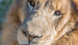 Veranstaltung: Austin Zoo: Skip The Line Ticket, Austin Zoo in Austin