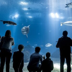 Veranstaltung: Oceanário de Lisboa: Bilhete de entrada + ônibus hop-on hop-off de 48 horas, Oceanário de Lisboa in Lisbon