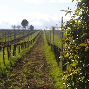 Veranstaltung: Visita guidata della cantina e degustazione privata a Montefalco, Farm Bocale in Montefalco