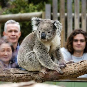 Veranstaltung: Phillip Island Penguin Parade & Moonlit Sanctuary Conservation Park, Phillip Island Nature Parks in Summerlands