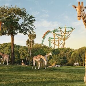 Veranstaltung: Busch Gardens Tampa: Entry Ticket with Optional Quick Queue, Busch Gardens Tampa Bay in Tampa