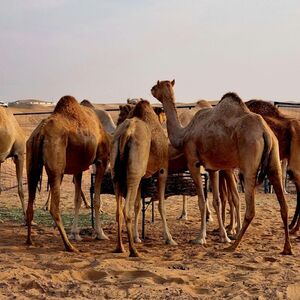 Veranstaltung: Dubai Desert: Camel Ride Safari in Red Dunes, Dubai Desert Safari in Dubai