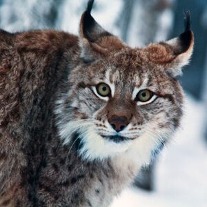 Veranstaltung: Ranua Wildlife Park: Guided Tour + Hotel Transfer, Rovaniemi Activities in Rovaniemi