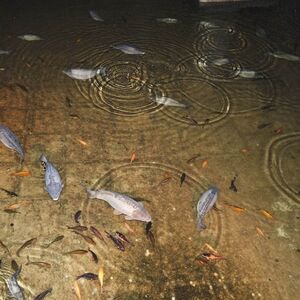 Veranstaltung: Basilica Cistern: Fast Track Ticket + Audio Guide, Basilica Cistern in Istanbul