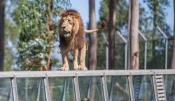Veranstaltung: Zoo Santo Inácio: bilhete sem filas, Zoo Santo Inácio in Avintes
