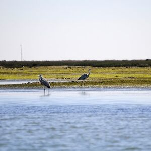 Veranstaltung: Ria Formosa: Passeio de barco guiado de 2 horas para observação de aves, Faro Cruises in Faro