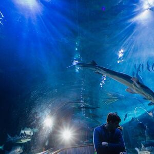 Veranstaltung: Aquarium of the Bay, Aquarium of the Bay in San Francisco