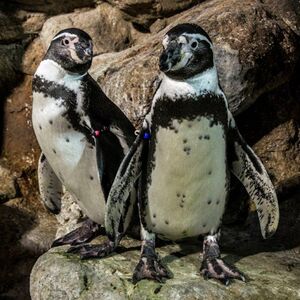 Veranstaltung: Aquarium de Barcelona: Entrada, Barcelona Aquarium in Barcelona
