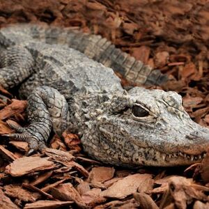 Veranstaltung: Bioparco di Roma: Biglietto Fast Track, Bioparco in Roma