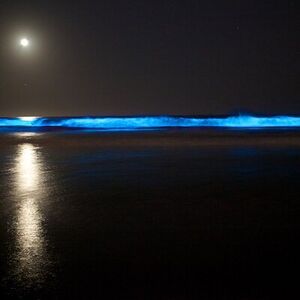 Veranstaltung: Bioluminescence Kayak Tour - Est. 1994, Waiake Beach in Auckland