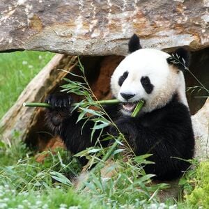 Veranstaltung: ZooParc de Beauval, ZooParc de Beauval in Loir-et-Cher