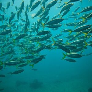 Veranstaltung: Manly Snorkel Trip and Nature Walk with Local Guide, Shelly Head Lookout in Manly