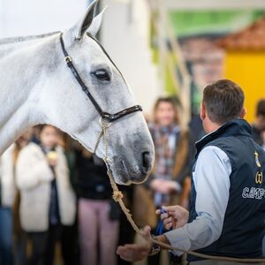 Veranstaltung: Sevilla Ecuestre: La historia de un campeón, Evenhorse in Seville