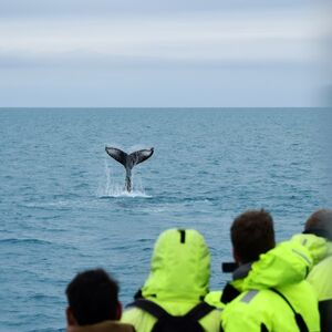 Veranstaltung: Whale Watching: Tour from Reykjavik, Iceland Whale Watching in Reykjavík