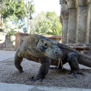 Veranstaltung: Bioparc Fuengirola: ¡un zoo varguandista!, Bioparc Fuengirola in Marbella