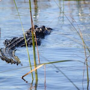 Veranstaltung: Everglades 60 min Airboat & Wildlife Show & Roundtrip Transport from Miami, Miami Everglades Airboat Tours in Miami