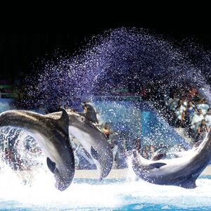 Veranstaltung: Dubai Dolphinarium: Dolphin and Seal Show, Dubai Dolphinarium in Dubai