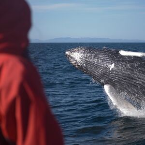 Veranstaltung: Whale Watching: Elding's Wildlife Exhibition Entry + Tour from Reykjavik, Iceland Whale Watching in Reykjavík