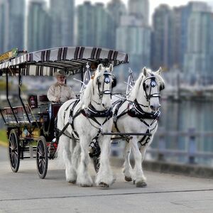 Veranstaltung: Stanley Park Horse-Drawn Guided Tour, Malahat SkyWalk in Vancouver