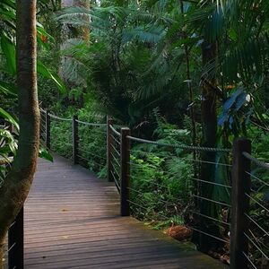 Veranstaltung: Cairns: Skyrail Rainforest Cableway, Skyrail Rainforest Cableway in Cairns